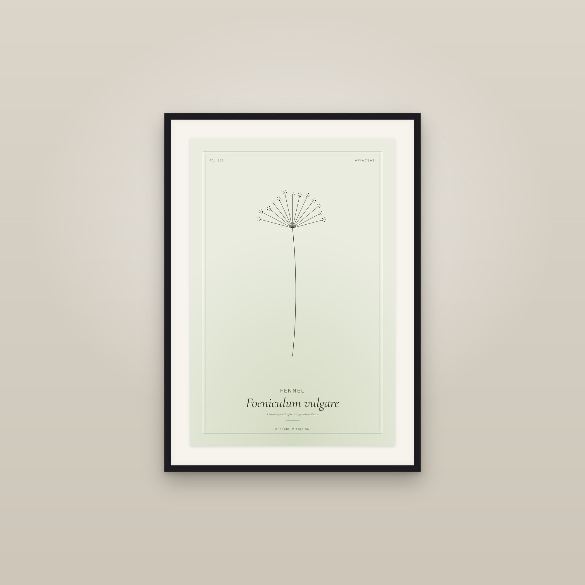 Fennel — Botanical Specimen