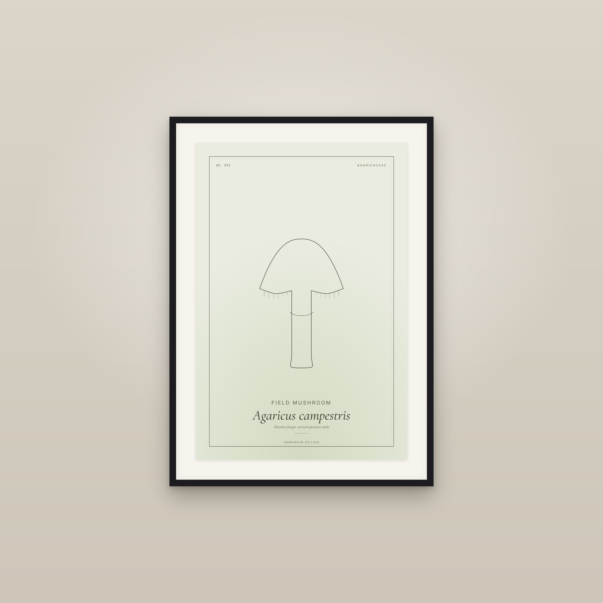Field Mushroom — Botanical Specimen