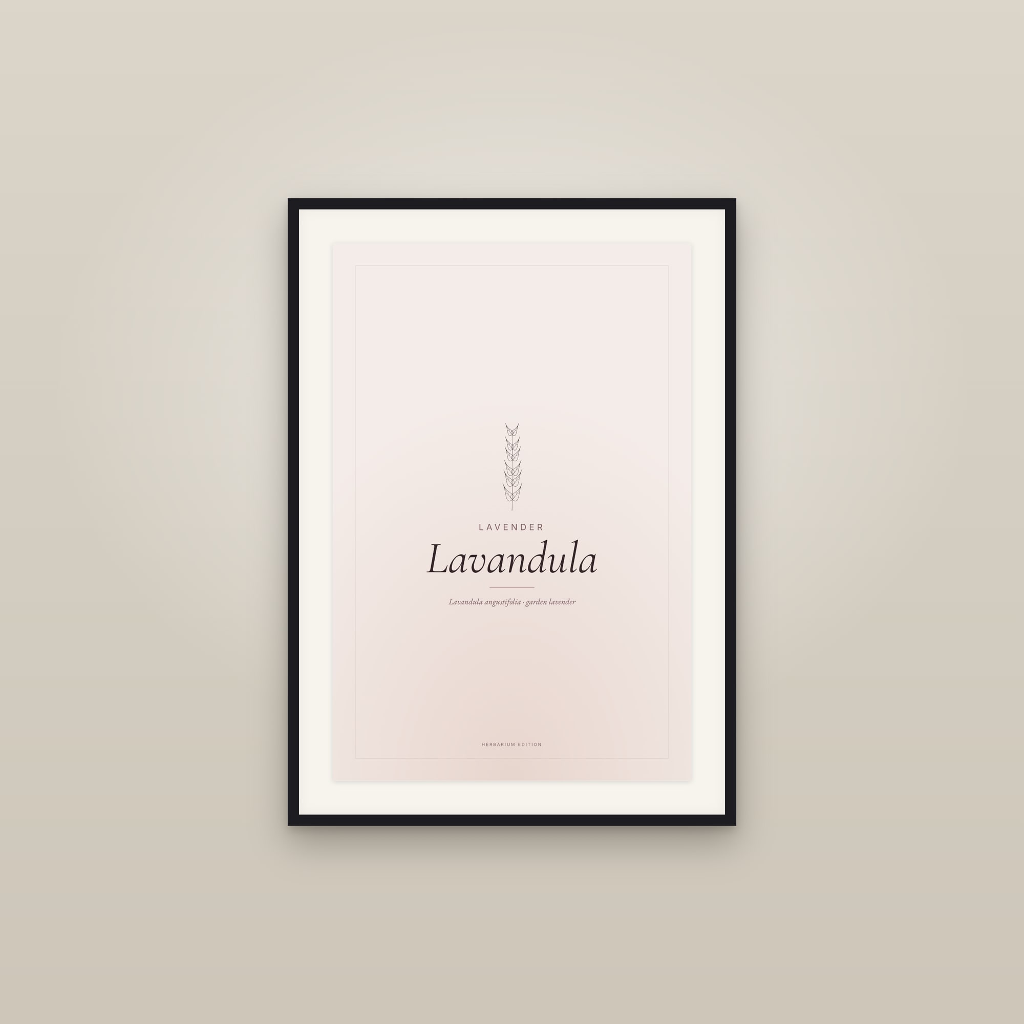Lavandula — Typographic Botanical