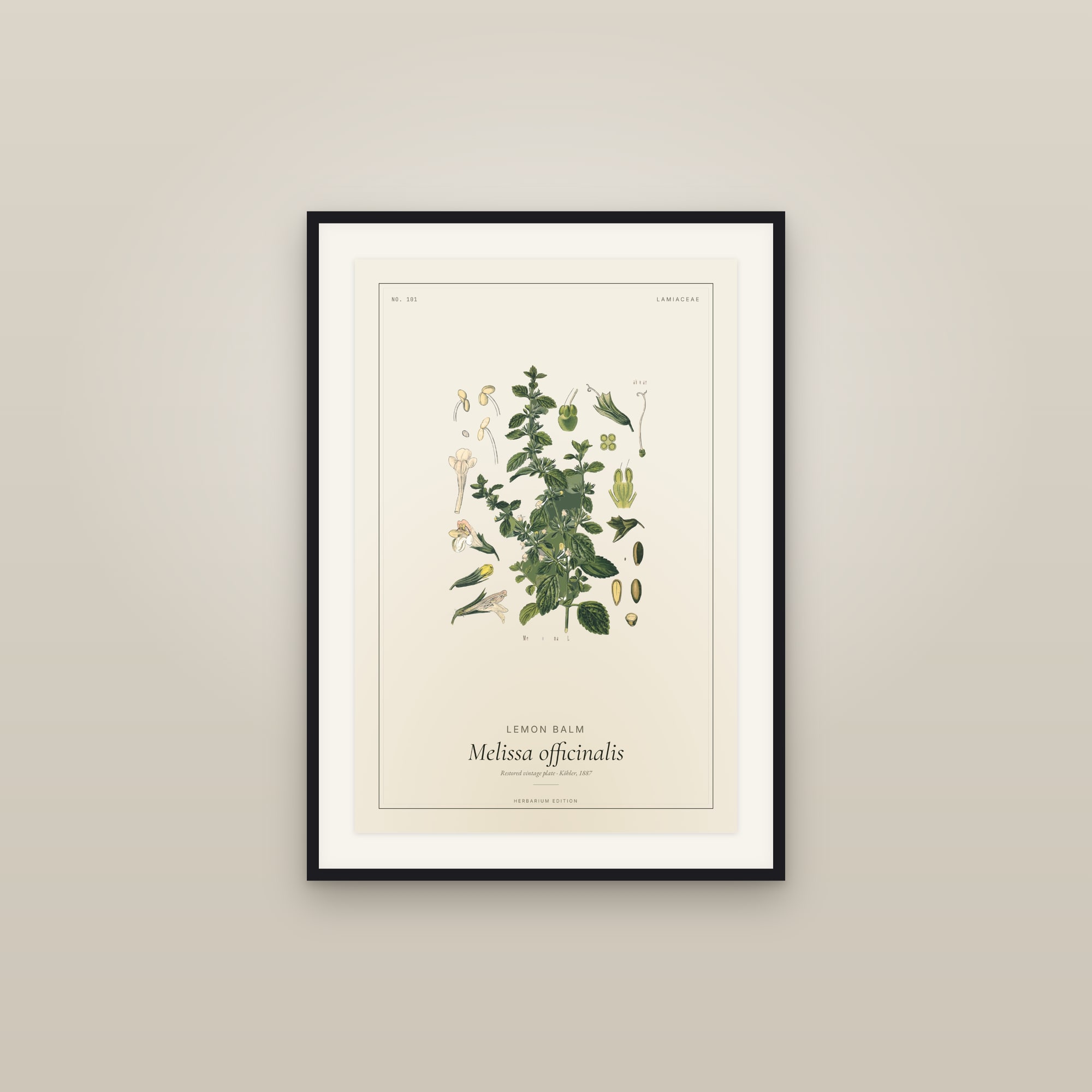 Lemon Balm — Botanical Plate
