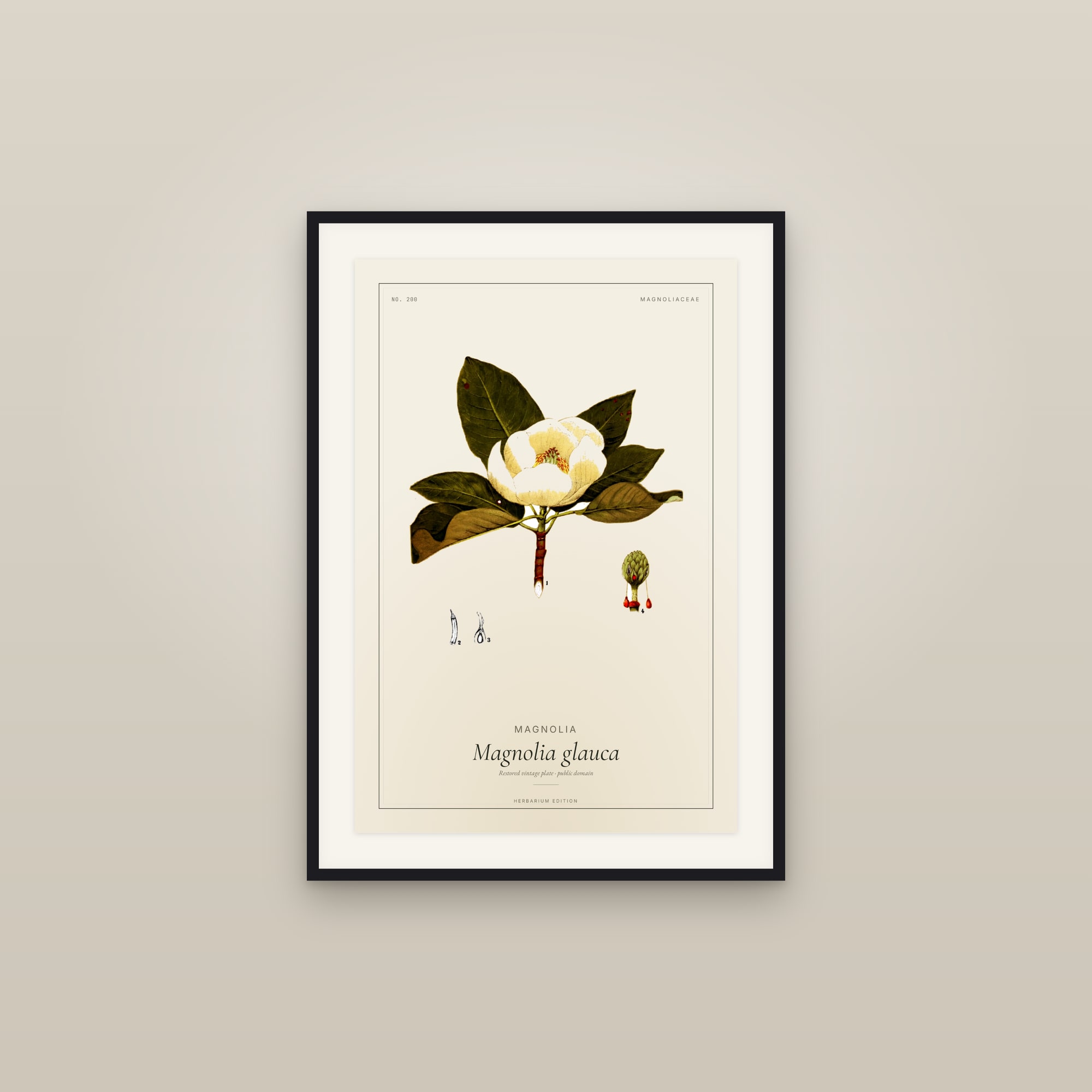 Magnolia — Botanical Plate