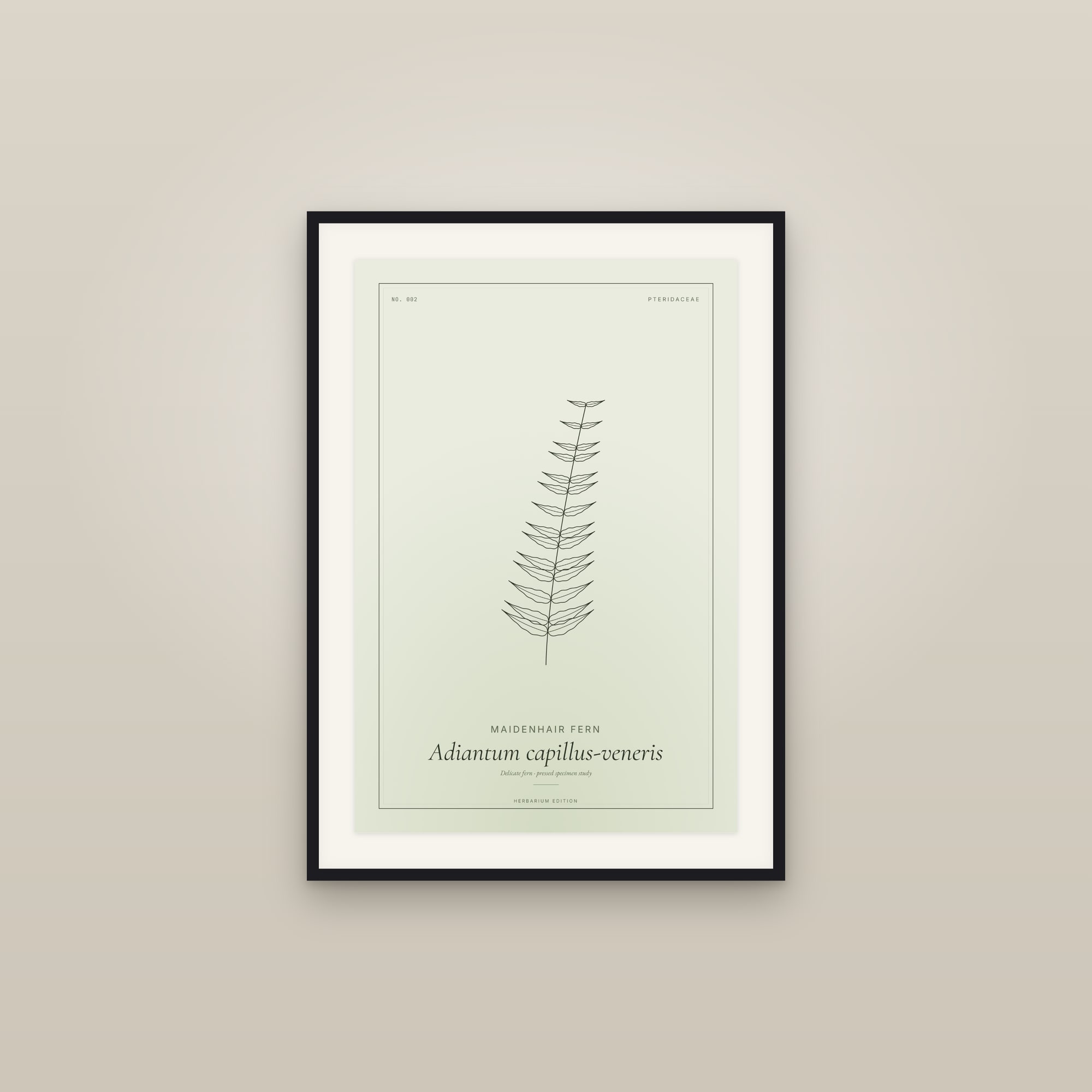 Maidenhair Fern — Botanical Specimen