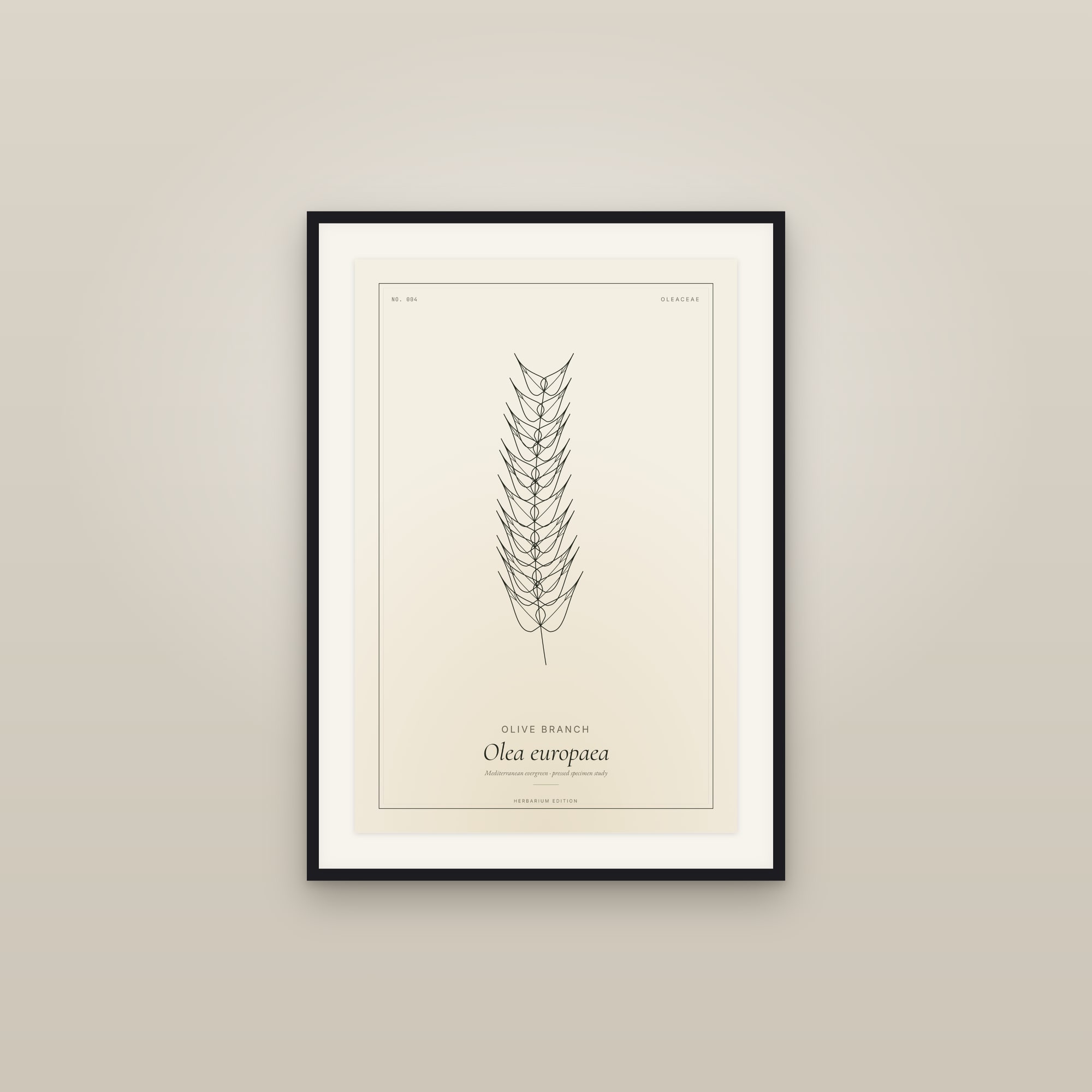 Olive Branch — Botanical Specimen