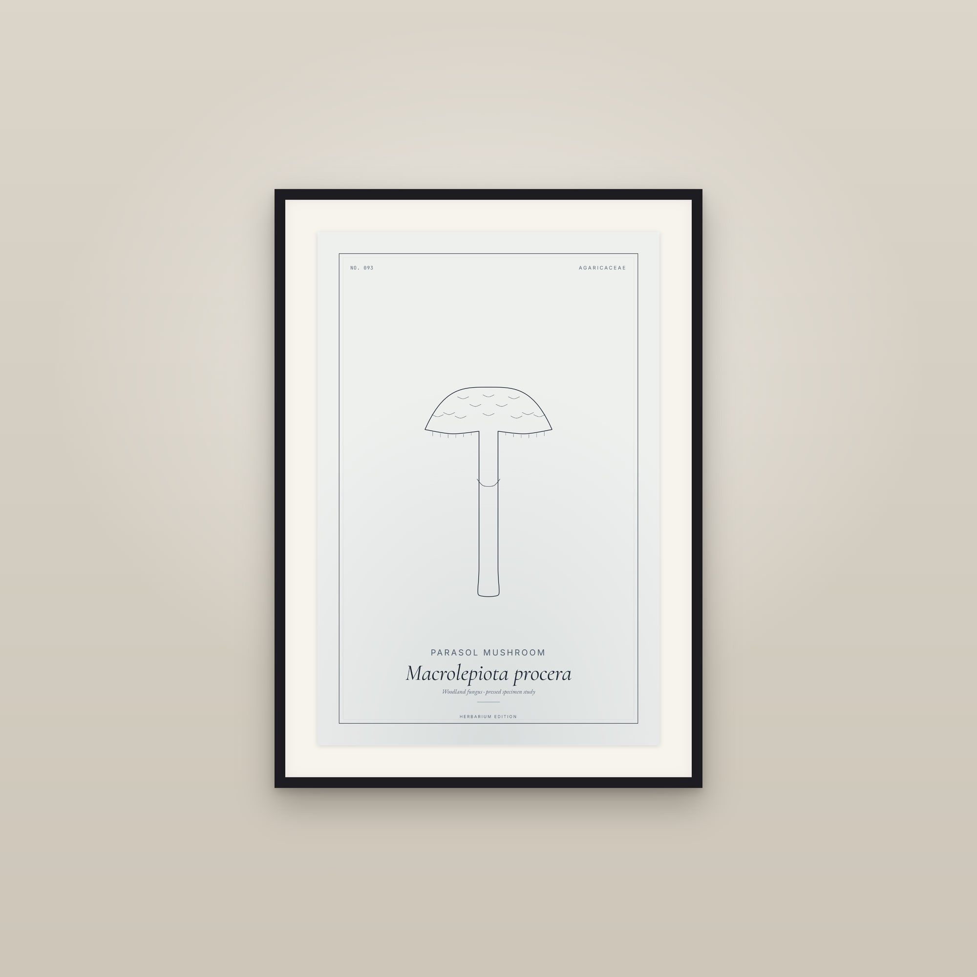 Parasol Mushroom — Botanical Specimen