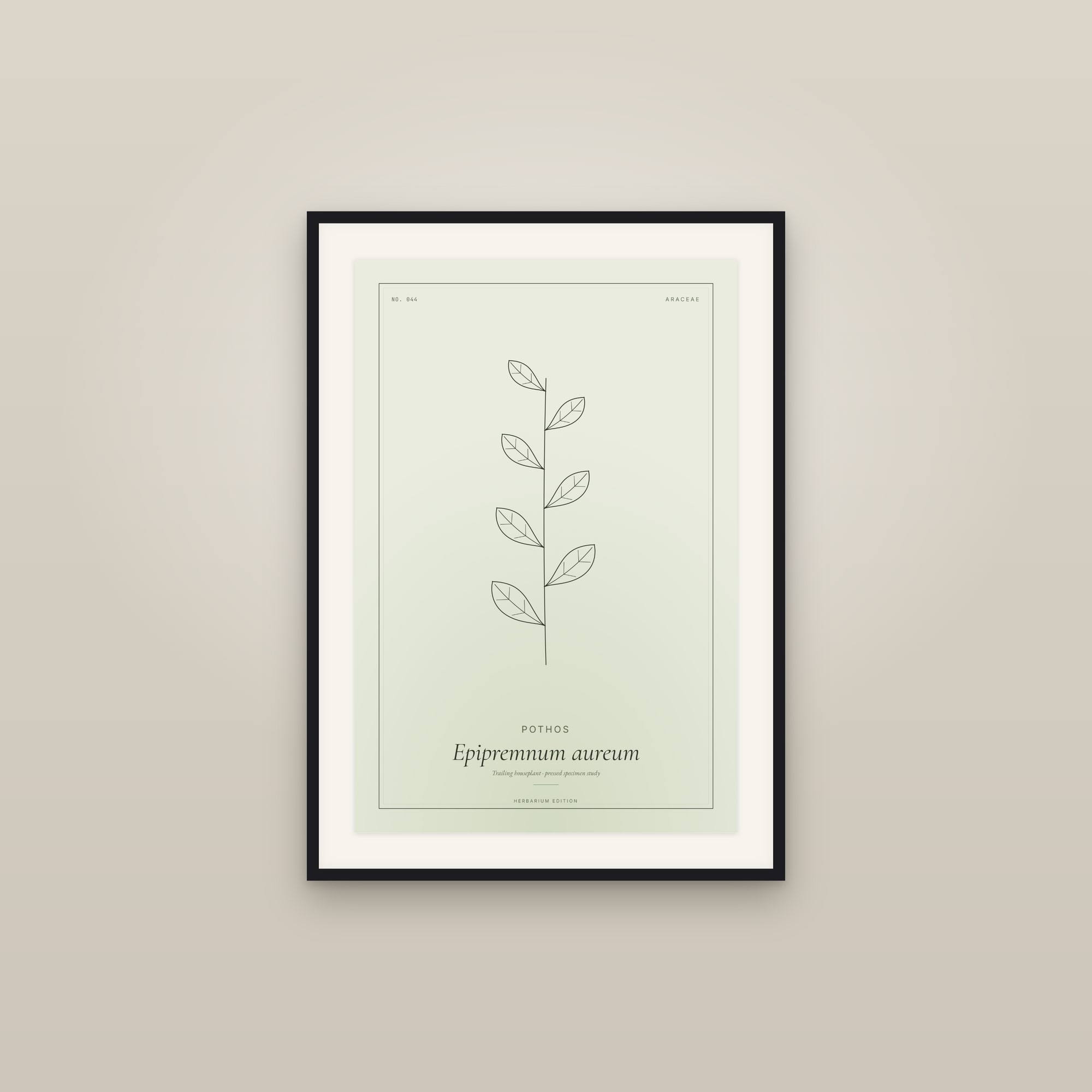 Pothos — Botanical Specimen