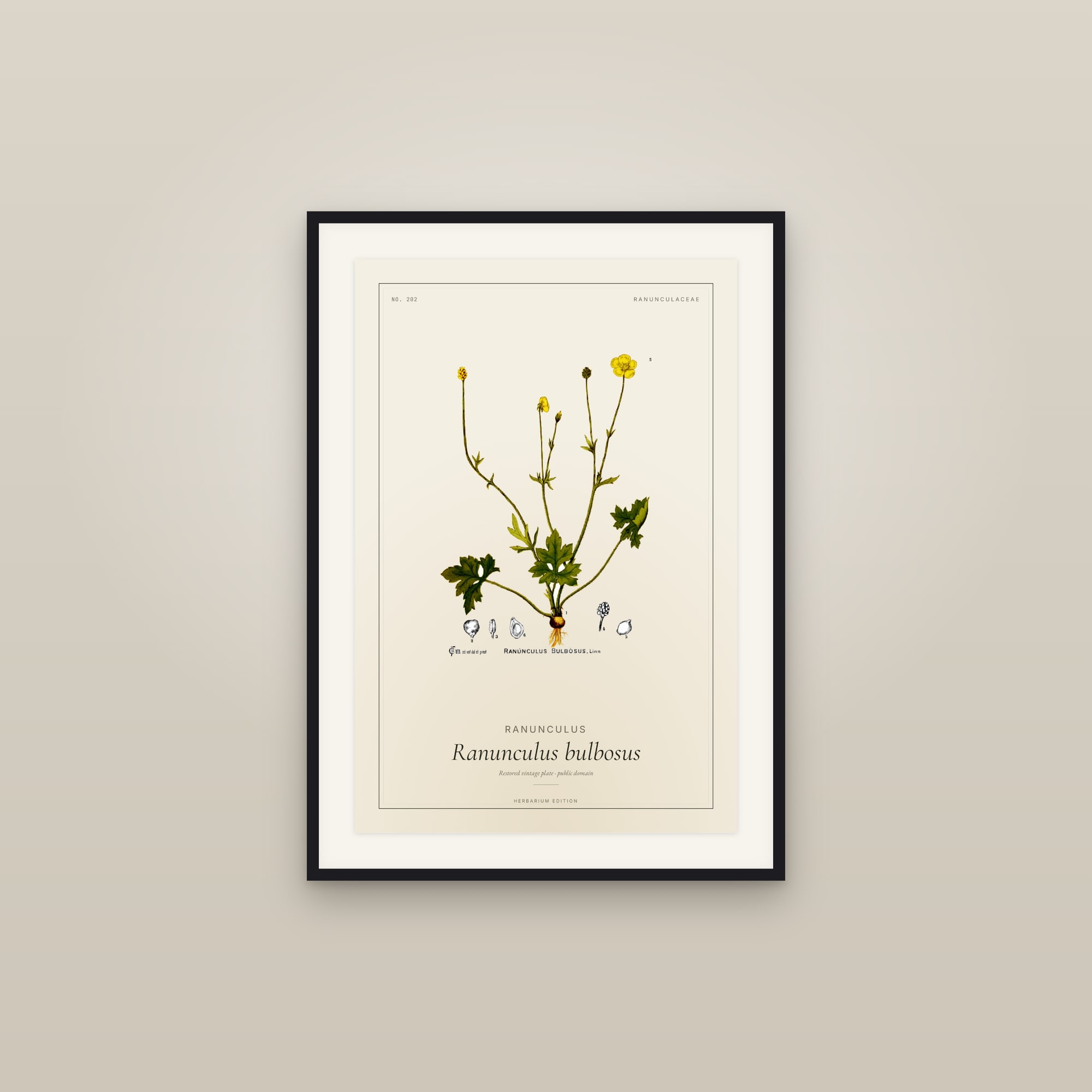 Ranunculus — Botanical Plate