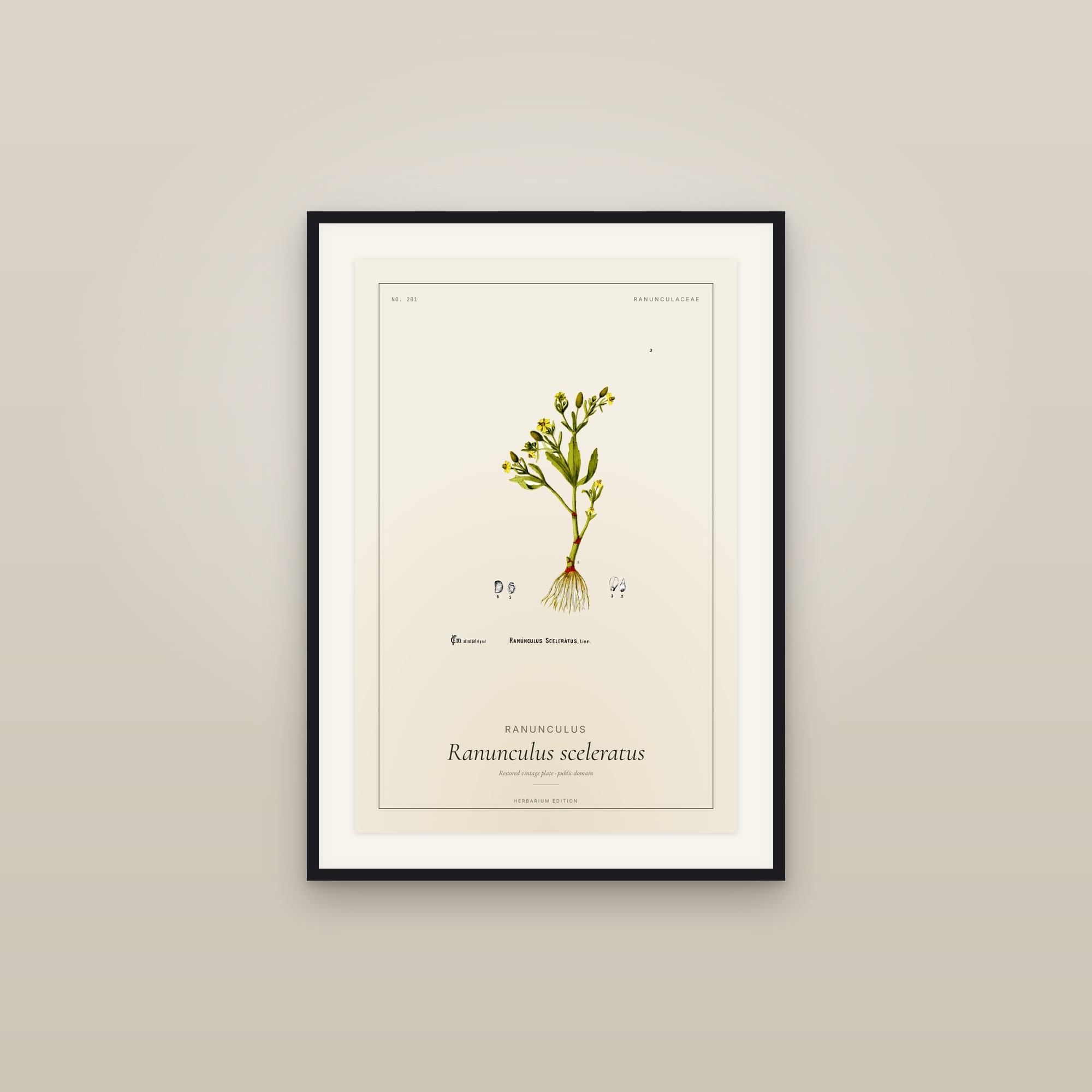 Ranunculus — Botanical Plate