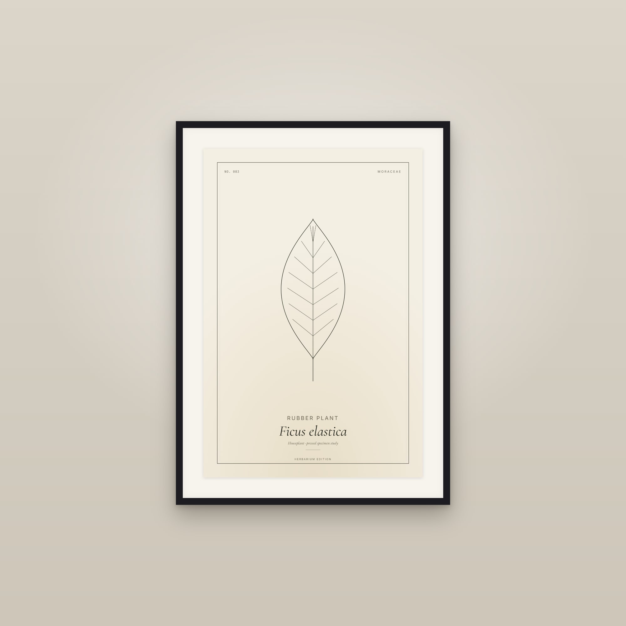 Rubber Plant — Botanical Specimen