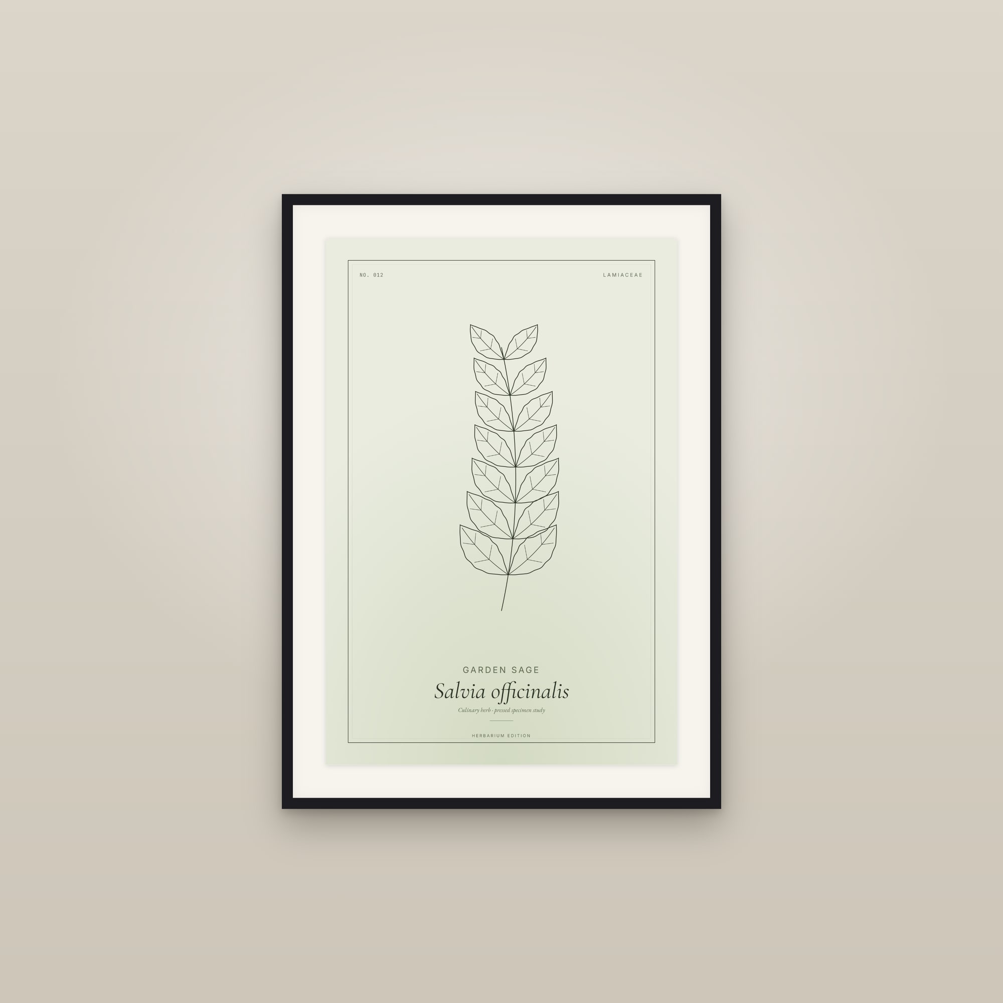 Garden Sage — Botanical Specimen