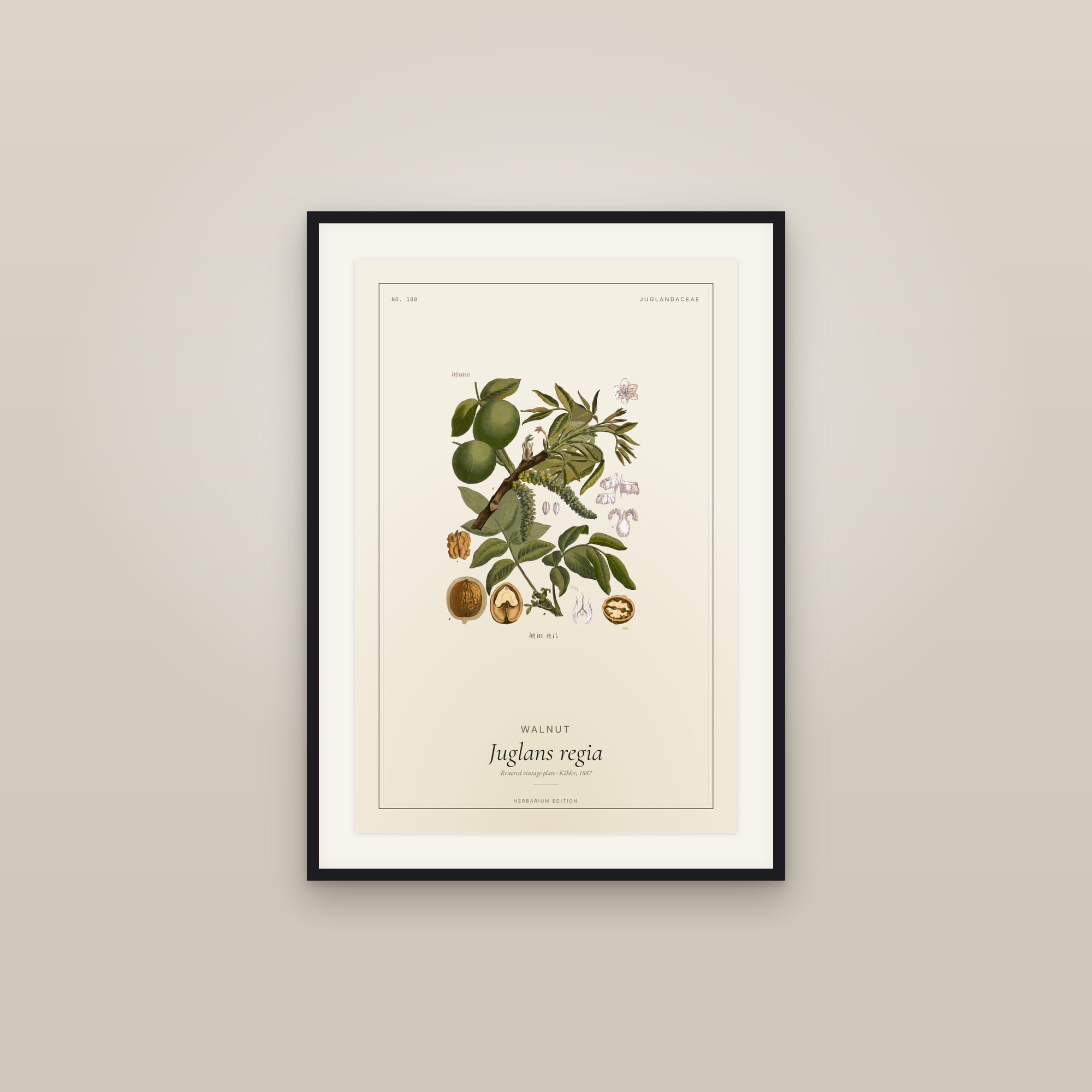 Walnut — Botanical Plate