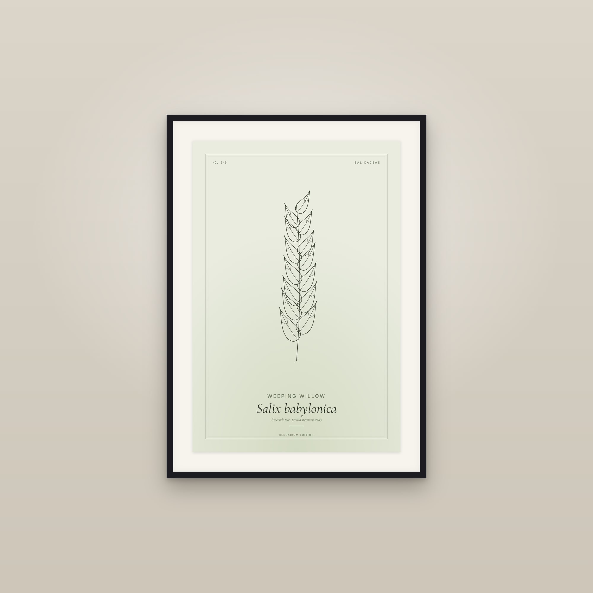 Weeping Willow — Botanical Specimen