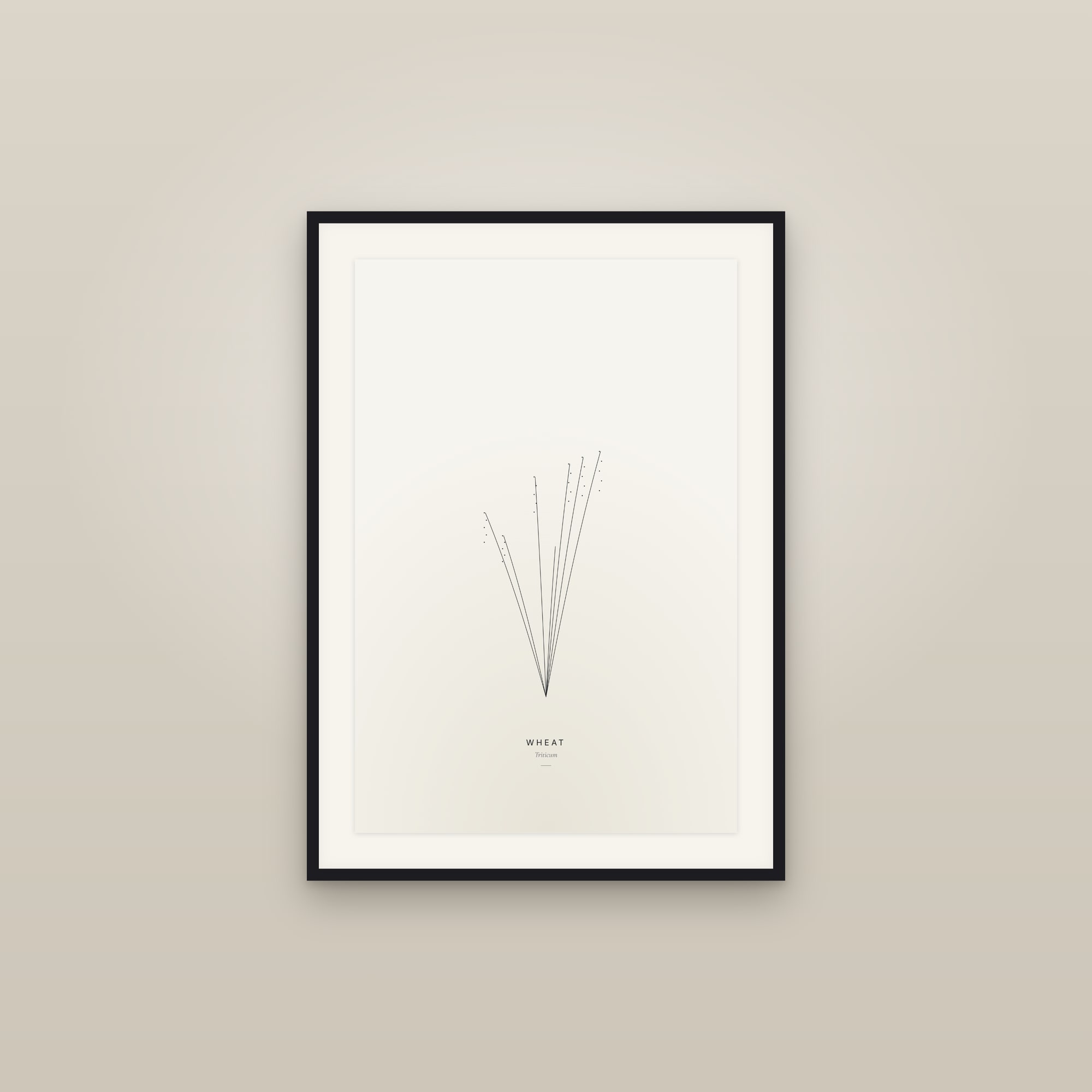 Wheat — Line Study