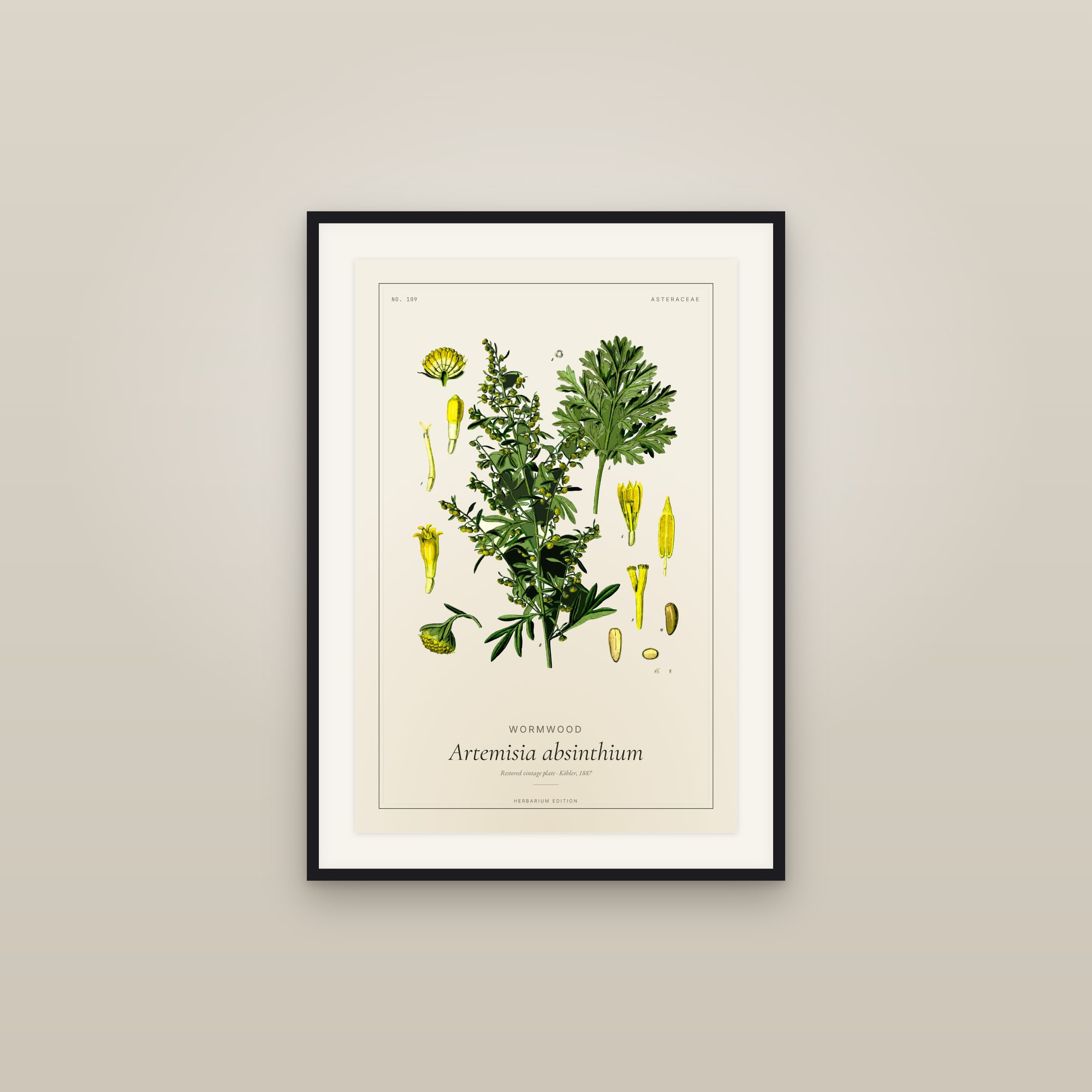 Wormwood — Botanical Plate
