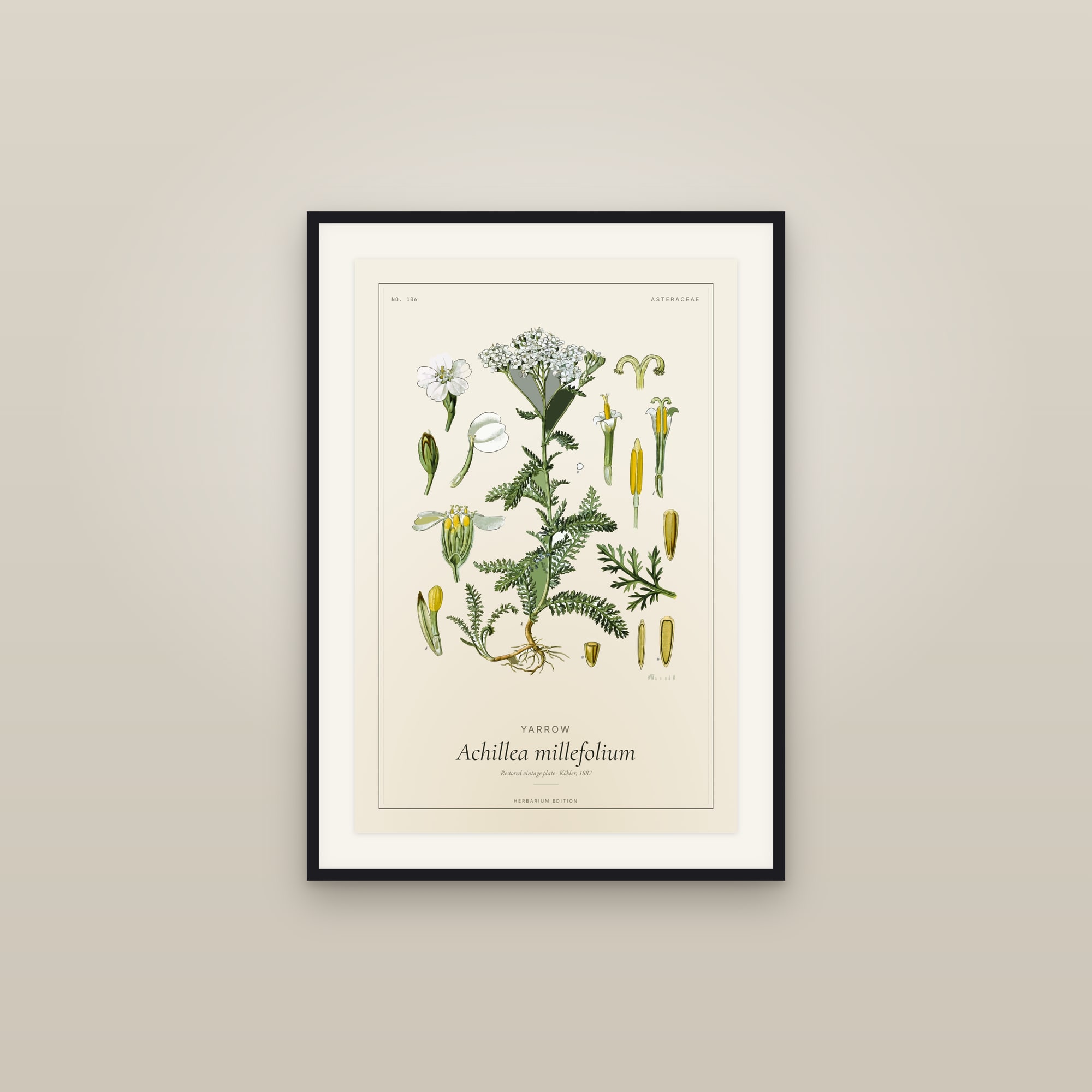 Yarrow — Botanical Plate